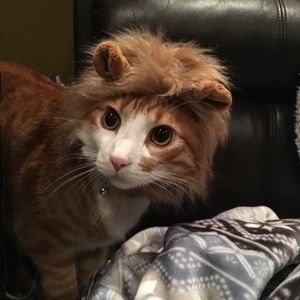 Meet your Posher, Marvin